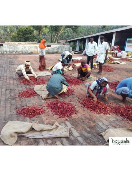 Café en grain Inde Hoysala - Café filtre